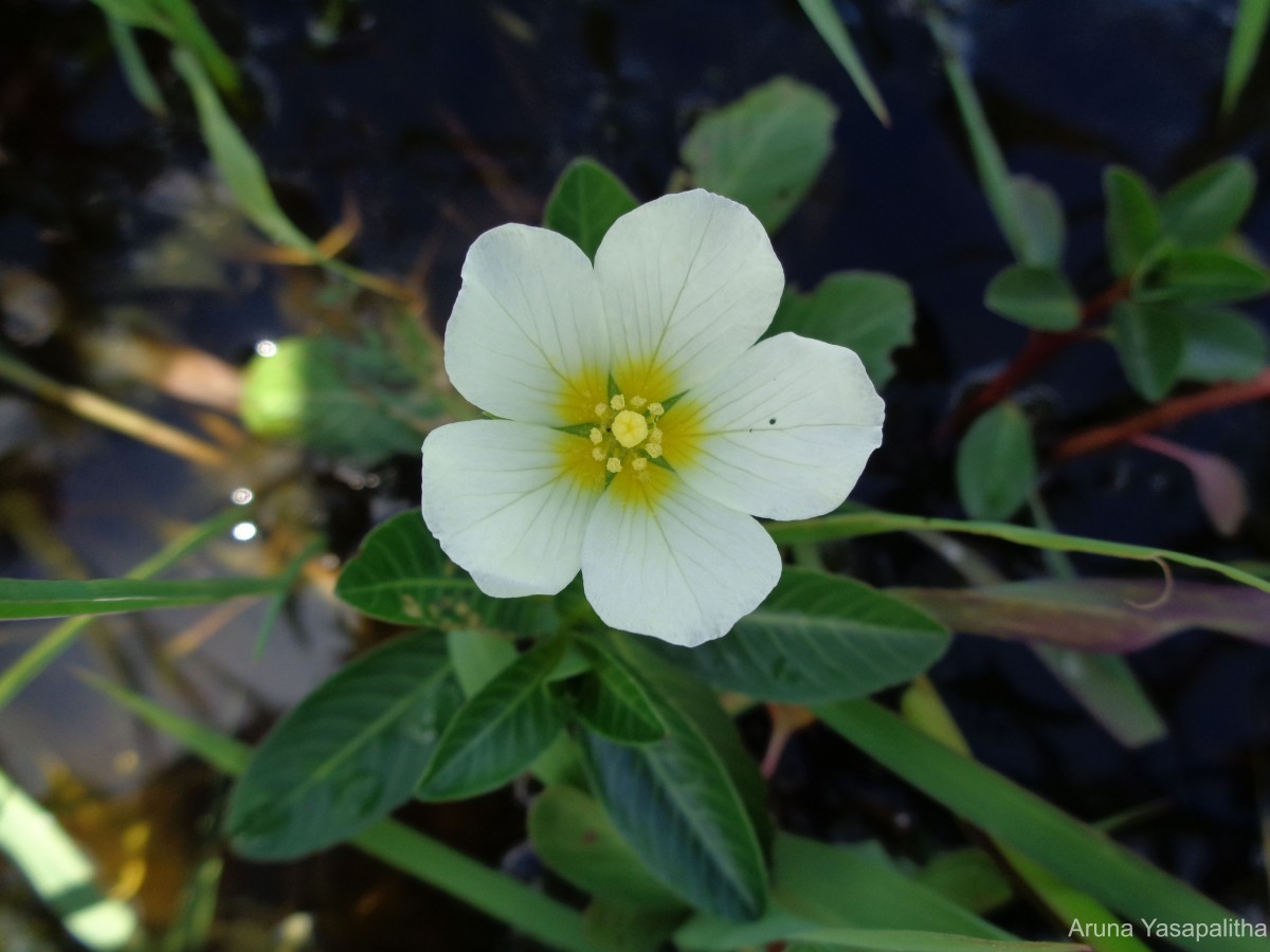 Ludwigia adscendens (L.) H.Hara